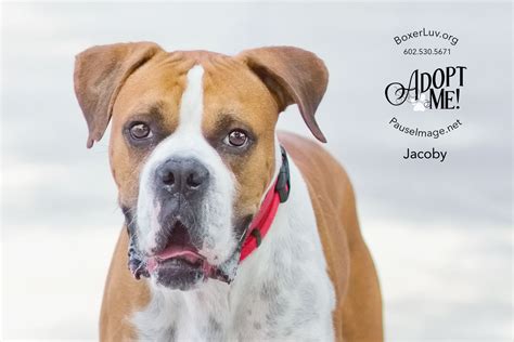 Many dog breeders with puppies for sale also offer a health guarantee. View Ad: Boxer Dog for Adoption, Arizona, Phoenix