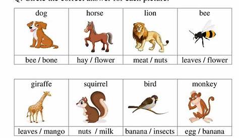 What Do Animals Eat Worksheet for Grade 1-3