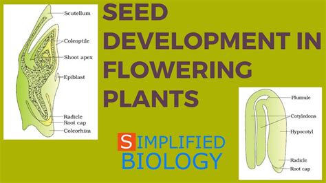 Seed Development In Flowering Plants For Neet Aipmt Aiims Jipmer