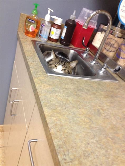 15 Cats Who Think They Are Hiding From The Vet