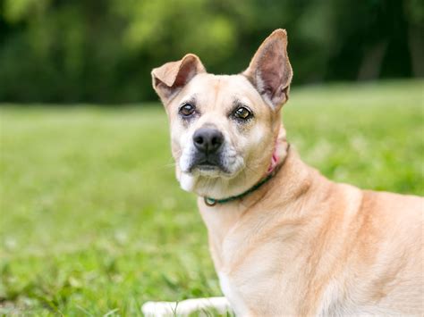 Dog Breeds With Folded Ears 09rosaline