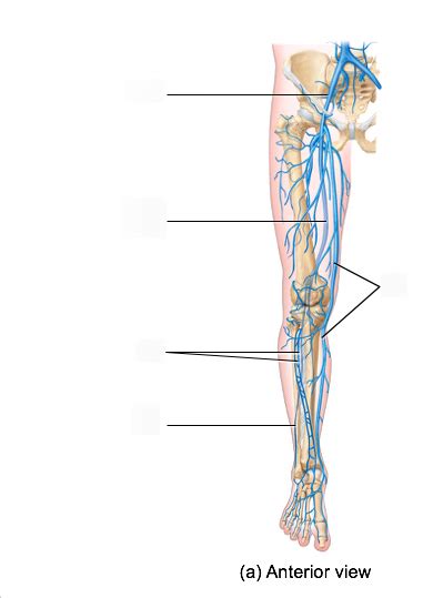 Figure 3012 Veins Of The Right Lower Limb A Anterior View Diagram