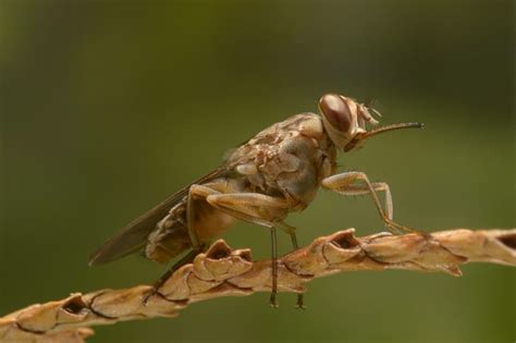 The Top 10 Most Dangerous Animals In The World Owlcation