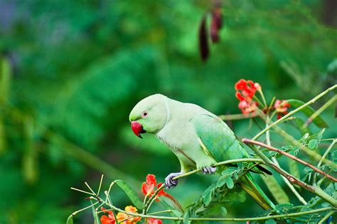Indian Ringneck Parakeet Bird Species Profile