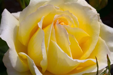 Yellow Rose Wallpapers Images Photos Pictures Backgrounds