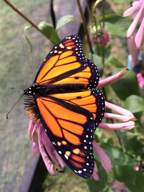 Canada To Protect Declining Monarch Butterfly As