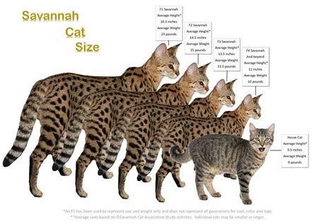 His name is focus an it is not surprising then that the most noticeable feature, to me, of the savannah cat is both the striking coat pattern and the leg length and size of the cat. Pin by Mary Caton on Cats | Savannah cat, Savannah chat ...