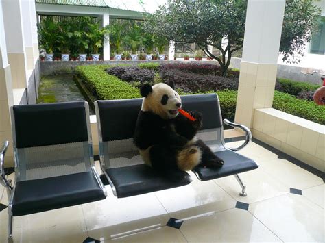Baby Panda Sitting On A Chair By Emsiltwist On Deviantart