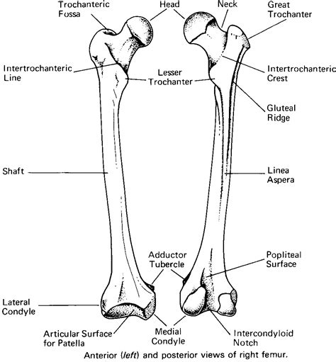 Femur Bone Anatomy Hind Limb Bone