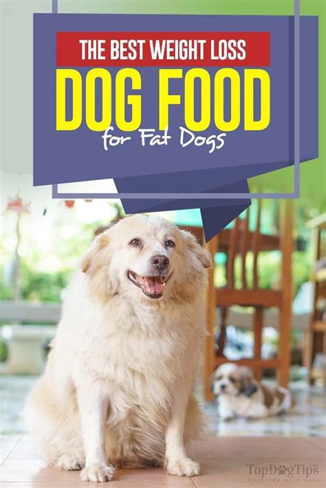 The Best Weight Loss Dog Food For Overweight Dogs In 2020