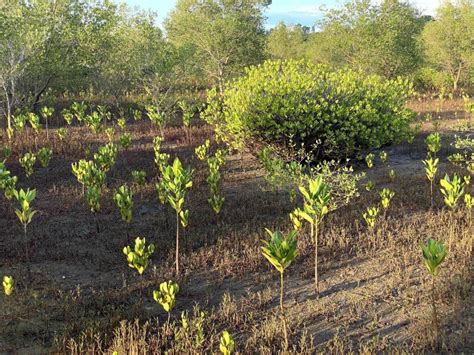Madagascar Eden Reforestation Projects Trees To Plant Plants