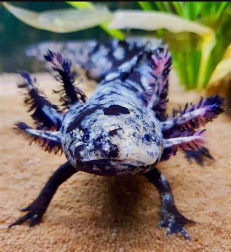 Mosaic Axolotl Morph Rreallifeshinies