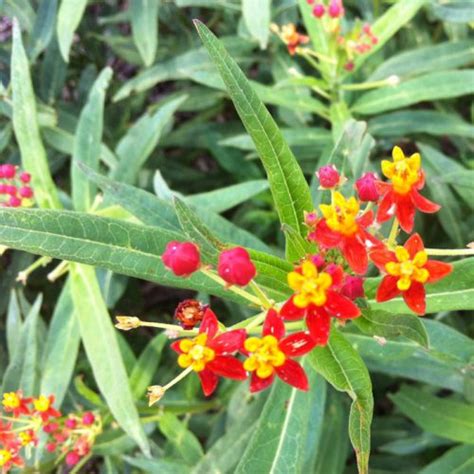 Planting a few bay leaf plants will keep flies and cockroaches away for sure. Milkweed - VerdeGo