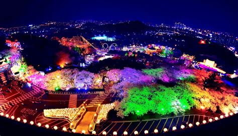 Fun And Free Daegu Travel Fluttering Cherry Blossoms At Starry Night 2016 E World Starlight