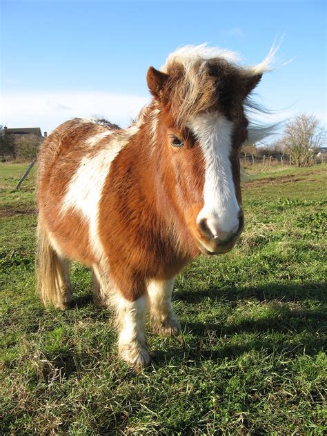 Fileshetland Pony 20090117 Wikimedia Commons
