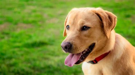 Why Are Labrador Retrievers The Most Popular Dog Breed K9 Web
