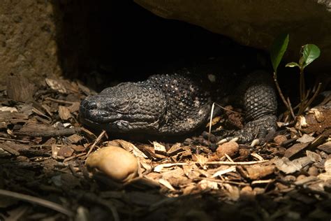 Guatemalan Beaded Lizard Scaly Slimy Spectacular The Amphibian And