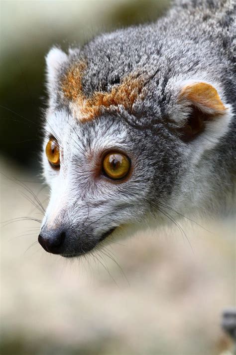 Zoo Portrait Crowned Lemur