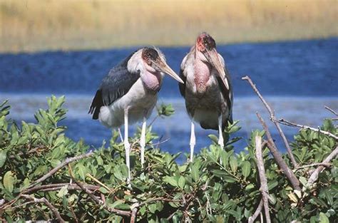 Best Seasons For Birding In Botswana Birding Safari