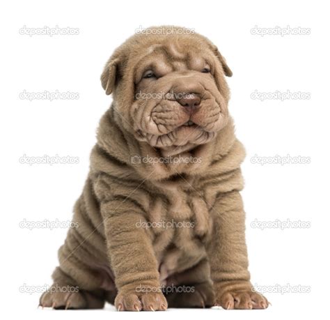 Shar Pei Puppy Sitting Isolated On White ⬇ Stock Photo Image By