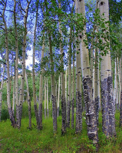 Birch Forest Photograph by Julie Lueders