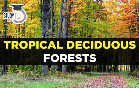Tropical Deciduous Forests In India Map Types Characteristics