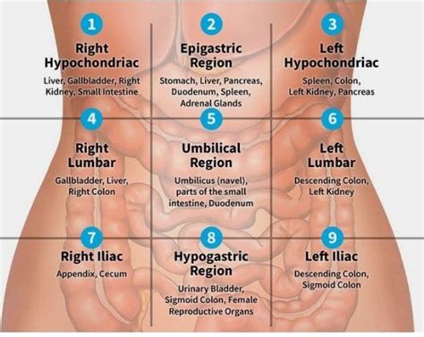 The abdominal vasculature consists of various arterial branches that all. this is how our abdomen is divided into nine regions and each region have specific part of the ...