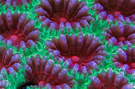 23 Fluorescent Coral Reefs Under Uv Light Gallery Ebaums World