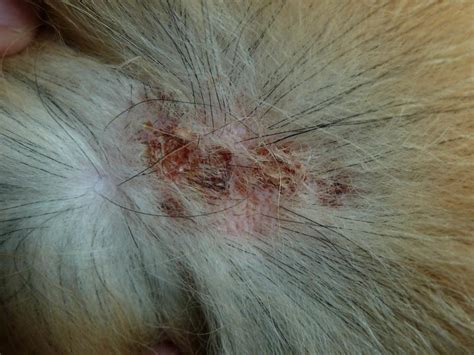 Possible Allergies Sore Red Bites On Dogs Neck