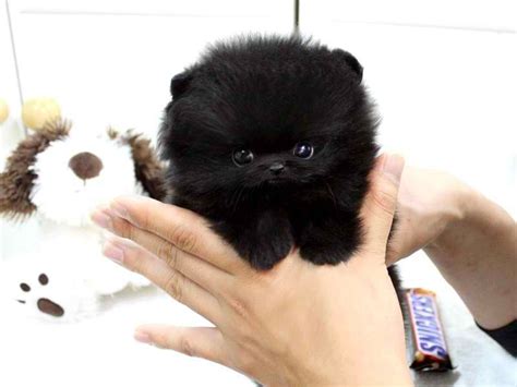 8 Popular Teacup Dog Breeds Faqs About Tiny Micro Dogs Teacup