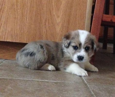 We are dedicated to matching the perfect pet with the right family; Sadie Bug's Pembroke Welsh Corgi Puppies: Auggie Puppies!!!