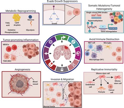 Tumor Microenvironment Contributors To Cancer Hallmarks In