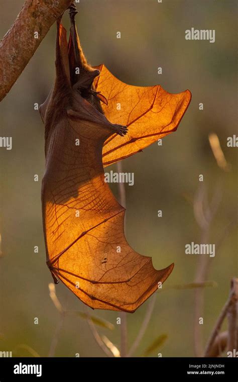 Black Fruit Bat Black Flying Fox Pteropus Alecto Hanging Upside