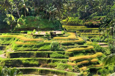Rice Terrace Stock Image Image Of Destinations Environment 44870387