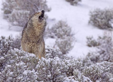Judge Restores Gray Wolf Protections Reviving Federal Recovery Efforts