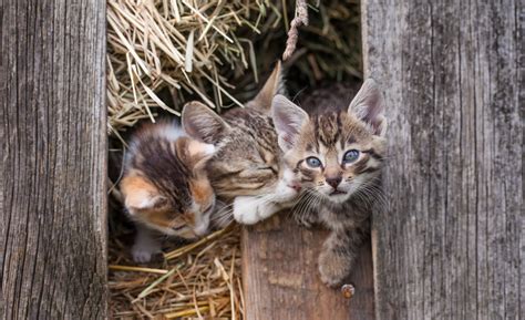 Barn Cats Community Cats Ferals And Other Grumpy Friends Precision