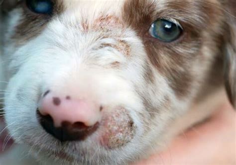 White Spots On Dogs Nose What You Need To Know