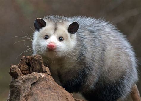 Do Opossums Get Rabies Identifying And Avoiding Rabid Opossums Kidadl