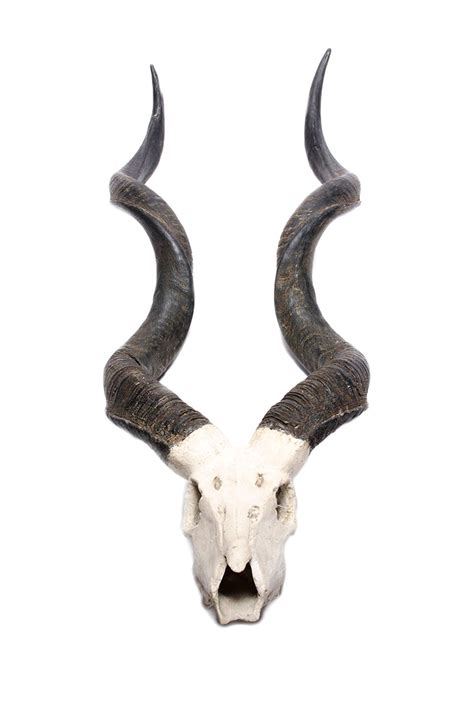 Animal Skull With Horns Pictures Park Art