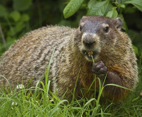Pests And Wildlife — When Groundhogs Become A Pest Trapping Is An Option