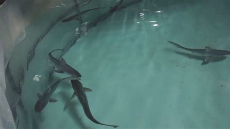 8 Baby Sharks Born At Spanish Oceanarium Viraltab