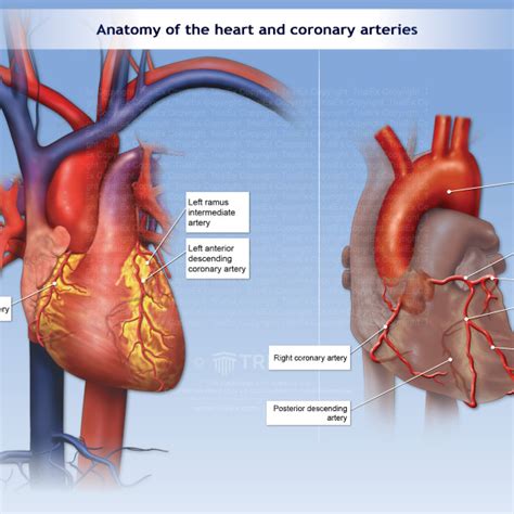 Anatomy Of The Heart And Coronary Arteries TrialExhibits Inc