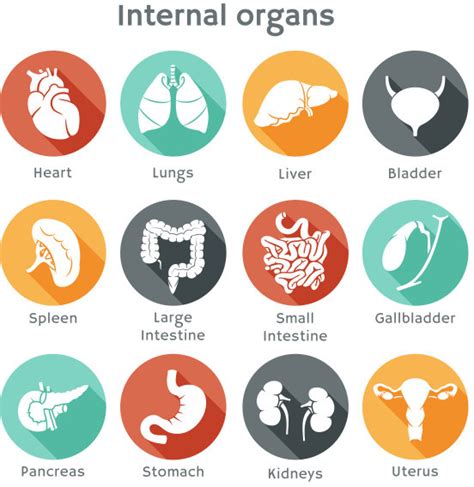 The basic parts of the human body are the head, neck, torso, arms and legs. Internal organs human body free vector download (65,829 ...