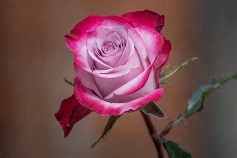 Rose Foto And Bild Pflanzen Pilze And Flechten Blüten And Kleinpflanzen