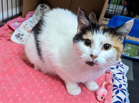 Cats for Adoption in Goochland, Virginia | Alpha Paw