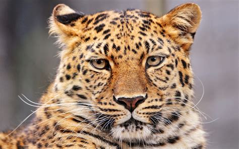 Amur Leopard Desktop Wallpaper Preview