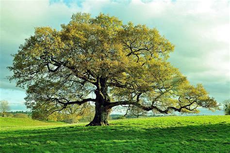 How To Grow And Care For Oak Trees Gardeners Path
