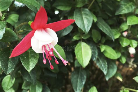 Beautiful Fuchsia Flower In The Garden Stock Photo Image Of
