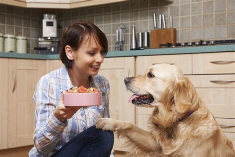 Best Dog Food For Skin Allergies Dogtime