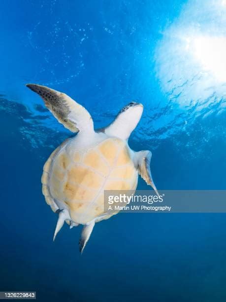 Atlantic Green Sea Turtles Photos And Premium High Res Pictures Getty